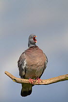 Wood pigeon (Columba palumbus) yawning, Norfolk, UK, July
