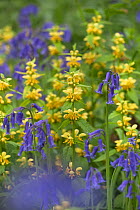 Bluebells (Endymion nonscriptus) and Yellow archangle (Lamium galeobdolon) flowering, Norfolk, UK, April