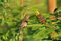 Yellowhammer (Emberiza citinella) feeding young fledglings, UK, June