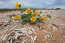 Yellow horned poppy (Glaucium flavum) in flower surrounded by washed up Razor shell (Ensis siliqua) shells at lowtide, The Wash, Norfolk, UK, August