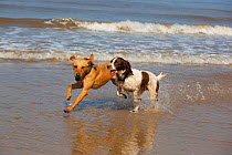 Yellow Labrador and Springer spaniel playing in shallow water on beach