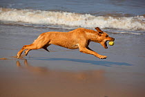 Yellow Labrador running on beach catching ball, UK, April