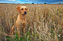 Yellow Labrador sitting in wheat field, UK, July