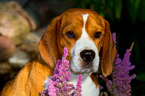 Male Beagle, portrait, 16 months, in garden, Willowbrook, Illinois, USA