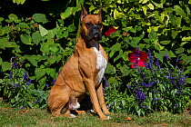 Male fawn Boxer sitting by hibiscus and other flowers, Geneva, Illinois, USA