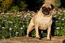 Pug in front of flowers, Geneva, Ilinois, USA