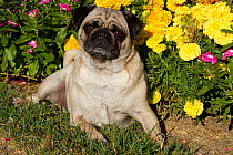 Pug lying by flowers, Geneva, Ilinois, USA