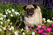 Pug standing amongst Petunias, Geneva, Ilinois, USA
