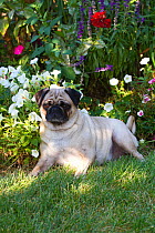 Pug lying in front of flowers, Geneva, Ilinois, USA