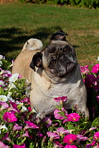 Pug standing amongst flowering petunias, Geneva, Ilinois, USA