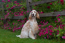 Female English Setter (show type) sitting by fence and flowers, Geneva, Illinois, USA