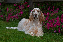 Female English Setter (show type) lying on grass in front of flowers, Geneva, Illinois, USA