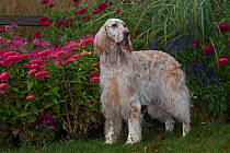 Female English Setter (show type) standing in front of flowers, Geneva, Illinois, USA