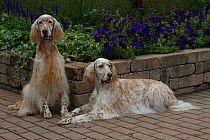 Two female English Setters (show type) by flower bed, Geneva, Illinois, USA