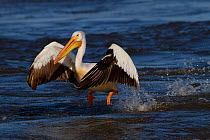 American white pelican (Pelecanus erythrorhynchos) taking off from the Mississippi River, northern Illinois, USA, June