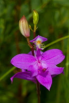 Grass pink (Calopogon tuberosus tuberosus/ Calopogon pulchellus) flower with tiny Crab spider on stamens, East Haddam, Connecticut, USA, July