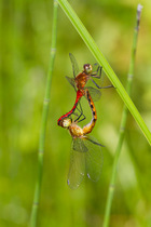 Ruby meadowhawk dragonfly (Sympetrum rubicundulum) pair in mating embrace known as a wheel, East Haddam, Connecticut, USA, July