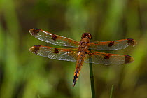 Painted skimmer dragonfly (Libellula semifasciata) on a stalk, East Haddam, Connecticut, USA, July