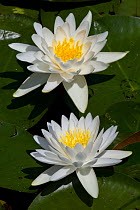 Two Fragrant water lily (Nymphaea odorata) flowers in pond, East Haddam, Connecticut, USA, July