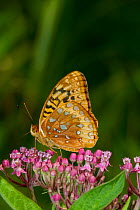 Great spangled fritillary butterfly (Speyeria cybele)on Swamp milkweed (Asclepias sp) flower, North Guilford, Connecticut, USA, July