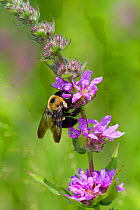 Bumble bee (Bombas sp) on Whorled loosestrife (Lysimachia quadrifolia) flower, East Haddam, Connecticut, USA, July