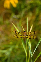 Female Halloween pennant dragonfly (Celithemis eponina) resting on leaf, North Guilford, Connecticut, USA, July