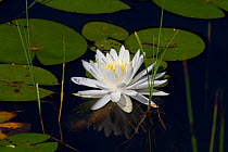 Fragrant white water lily (Nymphaea odorata) flowering, Deep River, Connecticut, USA, July