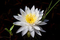 Fragrant white water lily (Nymphaea odorata) flower, Deep River, Connecticut, USA, July