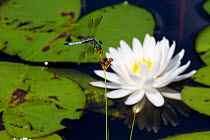 Blue dasher dragonfly (Pachydiplax longipennis) resting near Fragrant white water lily (Nymphaea odorata) flower, Deep River, Connecticut, USA, July