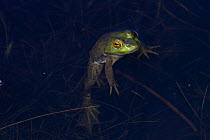Bullfrog (Rana catesbeiana) with head sticking out above water in pond, Deep River, Connecticut, USA, July