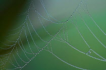 Orb weaver spider (possibly Argiope sp) web covered in dew, North Guilford, Connecticut, USA, July