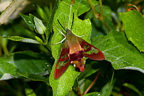 Hummingbird clearwing moth (Hemaris thysbe) resting on leaf, North Guilford, Connecticut, USA, July