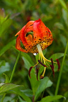 Turk's cap lily (Lilium superbum) flower, Rhode Island, USA, July