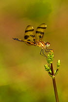 Female Halloween pennant dragonfly (Celithemis eponina) on bud, Haddam, Connecticut, USA, July