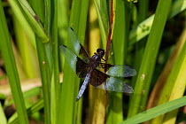 Male Widow skimmer dragonfly (Libellula cyanea) on reed, Haddam, Connecticut, USA, July
