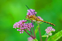 Female Ruby meadowhawk dragonfly (Sympetrum rubicundulum) on emergent Swamp Milkweed (Asclepias incarnata) North Guilford, Connecticut, USA, August