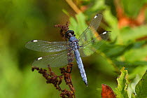 Spangled skimmer (Libellula cyanea) on stem, North Guilford, Connecticut, USA, August