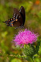Spicebush swallowtail butterfly (Papilio troilus) feeding on thistle plant, Durham, Connecticut, USA, August
