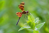 Halloween pennant dragonfly (Celithemis eponina) resting on leaf in early morning dew, North Guilford, Connecticut, USA, August