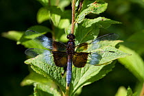Male Widow skimmer dragonfly (Libellula luctuosa) on stem, North Guilford, Connecticut, USA, August