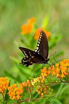 Spicebush swallowtail butterfly (Papilio troilus) feeding on Butterfly weed (Asclepias tuberosa) flowers, Old Saybrook, Connecticut, USA, August