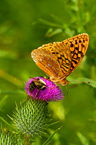 Great spangled fritillary butterfly (Speyeria cybele) and Bumble bees (Bombus) feeding on Bull / Spear thistle (Cirsium vulgare) flower, Durham, Connecticut, USA, August