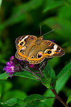 Common buckeye butterfly (Junonia coenia) feeding on Ironweed (Vernonia altissima) flower, North Guilford, Connecticut, USA, August