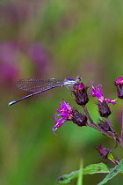 Violet / Variable dancer damselfly (Argia fumipennis) on Ironweed (Vernonia altissima) flower, Durham, Connecticut, USA, August