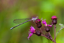 Violet / Variable dancer damselfly (Argia fumipennis) on Ironweed (Vernonia altissima) flower, Durham, Connecticut, USA, August