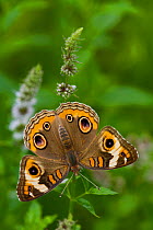 Common buckeye butterfly (Junonia coenia) North Guilford, Connecticut, USA, August
