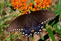 Spicebush swallowtail butterfly (Papilio troilus) feeding on Butterfly weed (Asclepias tuberosa) flower, Old Saybrook, Connecticut, USA, August