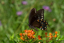 Spicebush swallowtail butterfly (Papilio troilus) feeding on Butterfly weed (Asclepias tuberosa) Old Saybrook, Connecticut, USA, August