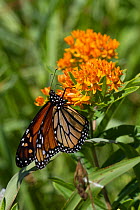 Monarch butterfly (Danaus plexippus) feeding on Butterfly weed (Asclepias tuberosa) flowers, Old Saybrook, Connecticut, USA, August