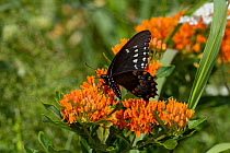 Spicebush swallowtail butterfly (Papilio troilus) feeding on Butterfly weed (Asclepias tuberosa) flowers, Old Saybrook, Connecticut, USA, August